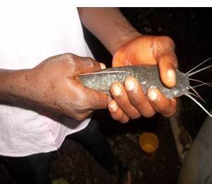 The Size And Growth Rate Of My Catfishes After 2 Months Agribusiness