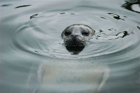 Zeehondje Dieren Zoomnl Harp Seal Marine Mammals Walrus Polar