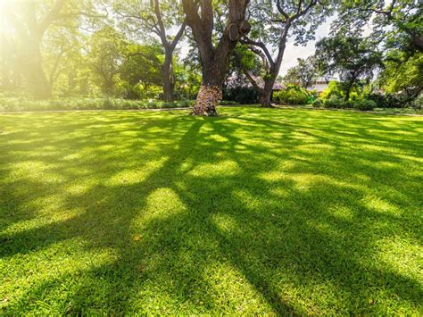 Shade Tolerant Grass Learn About The Best Grass Seed For Shade