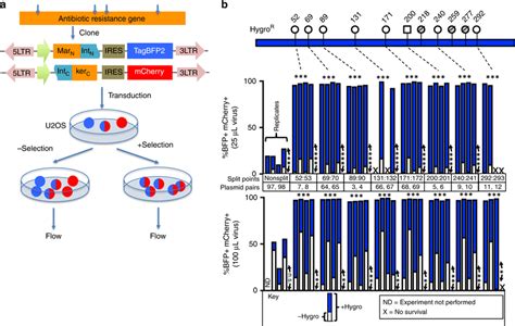 Split Hygromycin Resistance Genes For Co Selection Of Two Separate