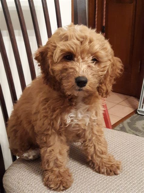 Crosses between the miniature poodle and american cocker spaniel have existed for over 30 years; Cockapoo Puppies For Sale | Chambersburg, PA #316200