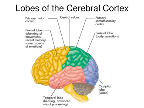 Cerebral Cortex Insula Of Reil Cerebral Cortex Somatosensory Cortex