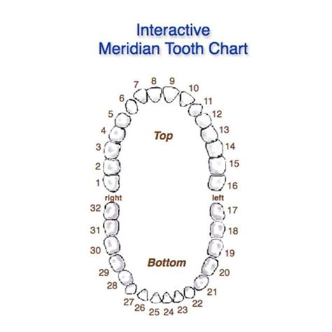 Check Out The Meridian Tooth Chart And See The Connection Between Your