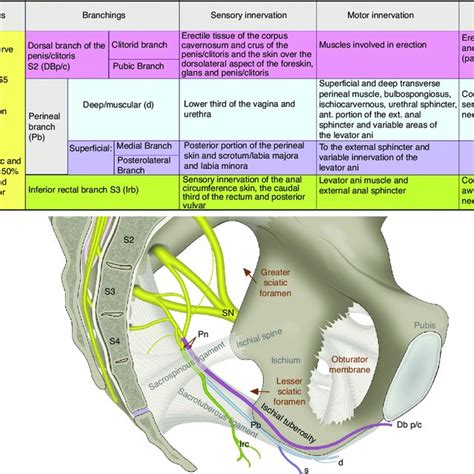 Anatomy And Function Of The Pudendal Nerve Pn Formed By The Roots