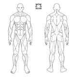 The anatomical system most directly affected by exercise is the muscular system, learn about your muscular anatomy. Anatomy Of Male Muscular System Stock Illustration ...
