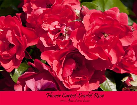 Scarlet Flower Carpet Rose Carpet Rose Abaca Rugs Bloghr
