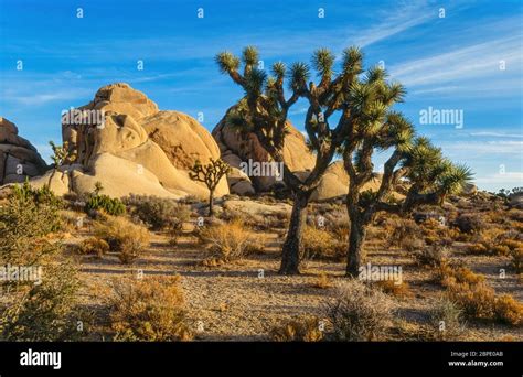 Sunlit Joshua Trees Yucca Brevifolia And Rocky Crags With Blue Sky
