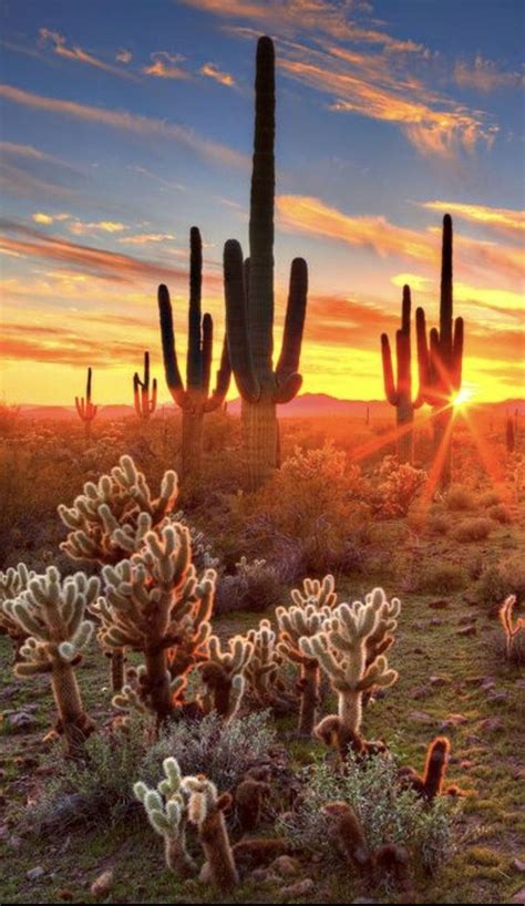 Desert Sunset Saguaro Cacti Cactus Sunrise Sunset