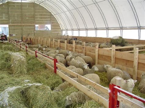 Livestock Shelter Sheep Farm Sheep