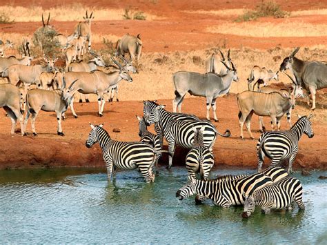 1 Day Mombasadiani Road Safari To Tsavo East National Park Kenya Aj