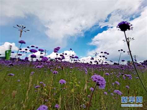 大青山下的紫色花海 首页 中国天气网