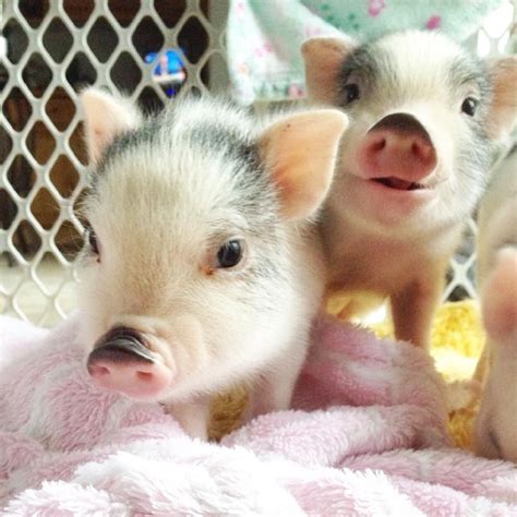 Pin By Frau Haas On Piggy Poos Cute Baby Pigs Baby Pigs Pet Pigs