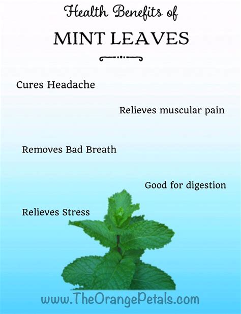 Sweet Mint Plant Benefits