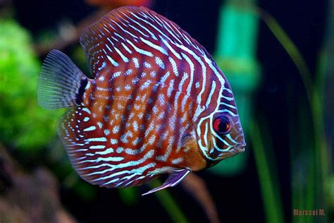 Cacing tanah termasuk golongan hewan yang tidak memiliki tulang belakang (hewan bertekstur lunak) atau (invertebrata). Tips Cara Memilih Ikan Discus Yang Baik - Ikan Hias Air Tawar