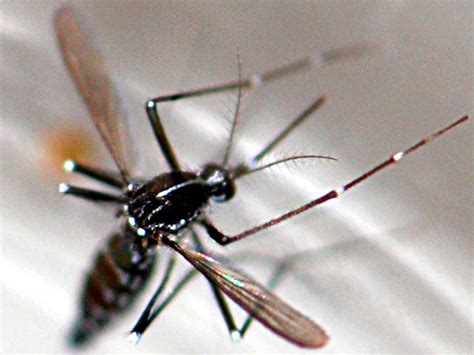 Réf 129385 — Insecta Diptera Culicidae Aedes Stegomyia