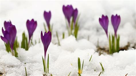 Beautiful Spring Crocuses In The Snow Stock Footage Video 5131073