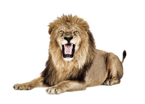 Download Lion Roaring Png Image For Free
