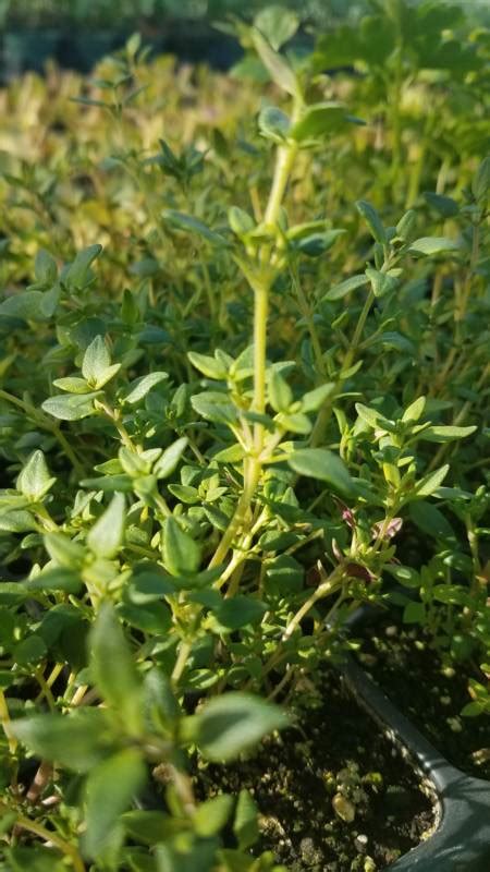 Thyme Seedling 2″pot Farmdrop