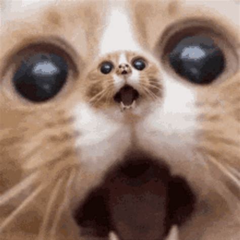 Funny Cat Wide Eyes Scary Surprise Reaction GIF GIFDB Com