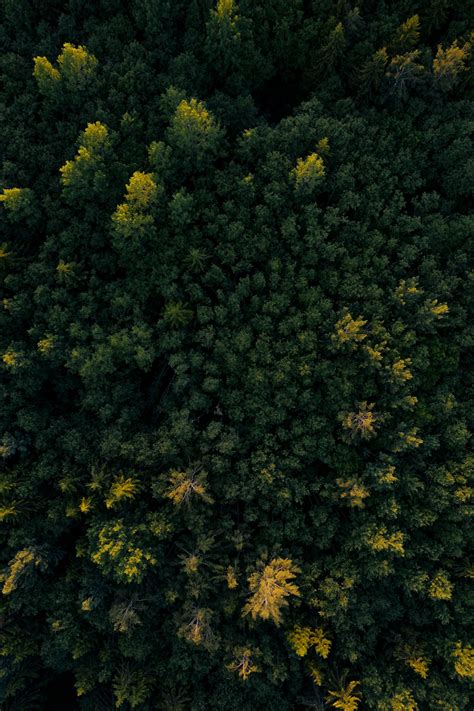 Tree Tops Pictures Download Free Images On Unsplash