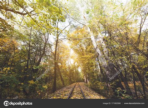 Railroad In Autumn Forest — Stock Photo © Viktoriasapata 171802066