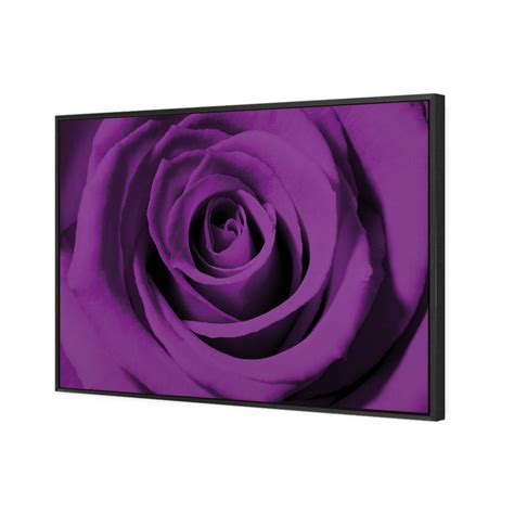 Purple Rose Wall Art The Canvas Art Factory Australia