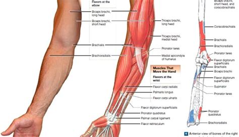 Muscle Anatomy Skeletal Muscles Groin Muscles Calf Muscles Men N More