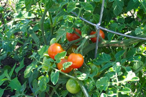 Ripe Tomatoes On The Vine Free Stock Photo Public Domain Pictures