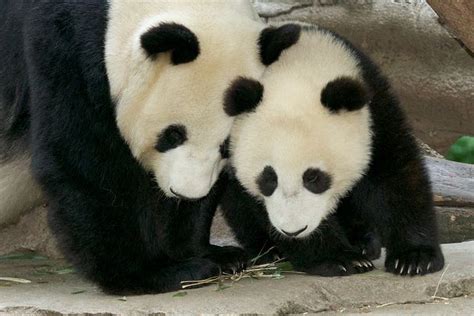 Bai Yun And Mr Wu Panda Bear Panda Panda Love