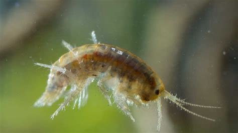 Stumptown Scud Researchers Say Small Crustacean Is Found Only In