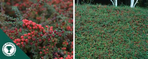 Buy Ground Cover Cotoneaster And Cotoneaster Plants Hopes Grove Nurseries