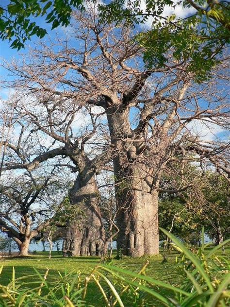African Baobab Trees Adansonia Digitata In Malawi A Baobab Can Hold