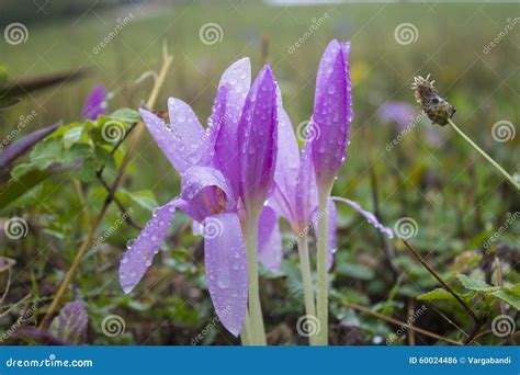 Dewy Flower Stock Photo Image Of Macro Autumn Blossom 60024486