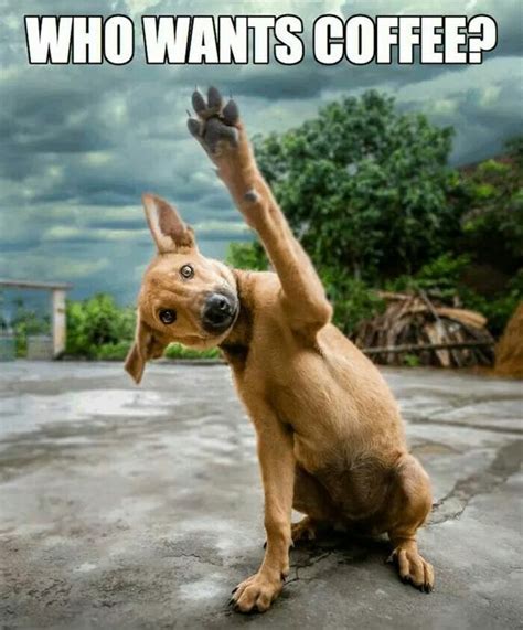 Who Wants Coffee Dog Coffee Humor Good Morning Coffee Funny Animals