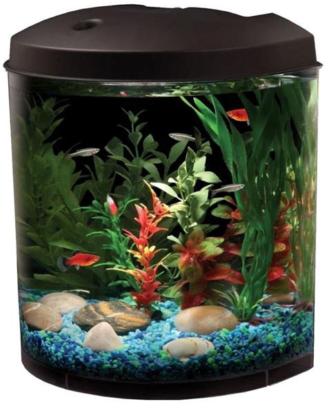 The Pros And Cons Of Mini Aquariums Mini Aquarium 5 Gallon Aquarium