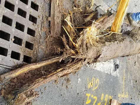 Albany Water uncovers two-century-old wood water main