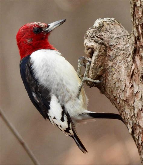 Red Headed Woodpecker Indiana Audubon Society