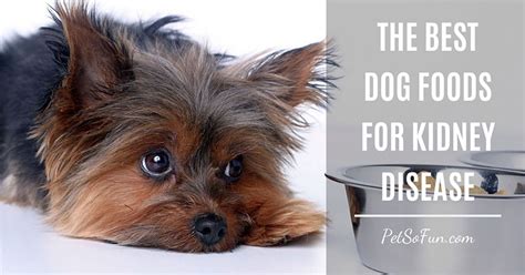 Consistently feeding your pet a therapeutic diet for kidney disease can help him to live longer and feel better and you can still have some creativity/flexibility through treats. The Best Dog Foods for Kidney Disease: What You Should Try?