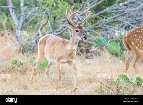 South Texas Whitetail Buck Deer Hi Res Stock Photography And Images Alamy