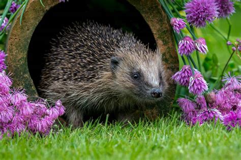 Hedgehog In The Garden With Flowers Jigsaw Puzzle Animals Mammals
