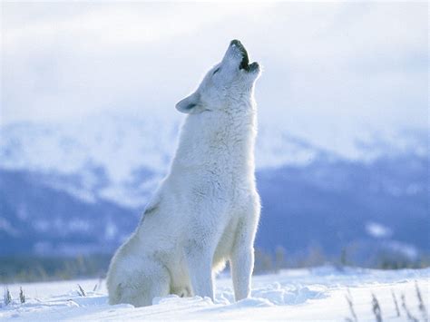 Arctic Wolf Pictures Diet Breeding Life Cycle Facts Habitat