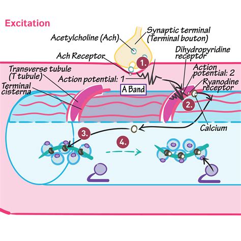 Physiology Glossary Muscle Excitationcontraction Ec Coupling