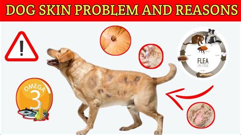 Dog Skin Problems And Reasons Skin Problems And Treatment Youtube