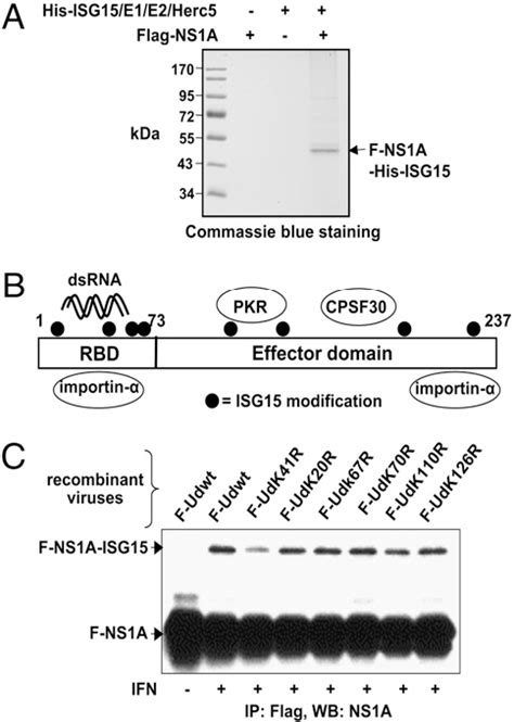 Figure 2 From ISG15 Conjugation System Targets The Viral NS1 Protein In