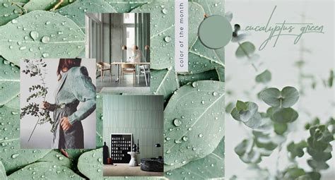 Color Of The Month Rejuvenating And Invigorating With Eucalyptus