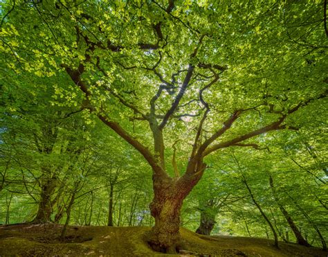 Adrian Houston Ancient Woodland Epping Forest Ii 2022 The Tree Art