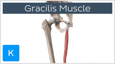 Gracilis Muscle Origin And Insertion