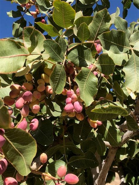 25 Pistachio Seeds From Kerman Pistachio Tree Grown In Etsy