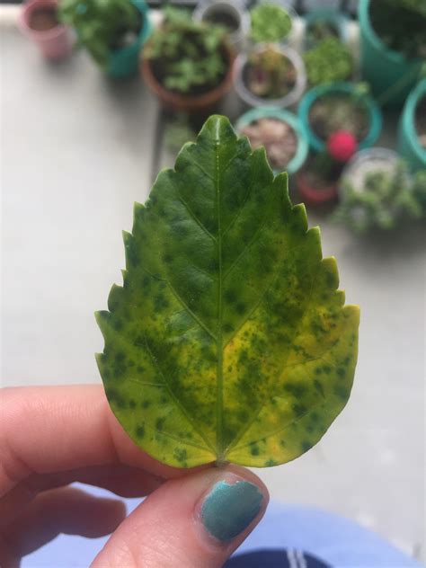 Even minor changes that you might not notice can cause problems. My hibiscus has been losing quite a few leaves and they ...