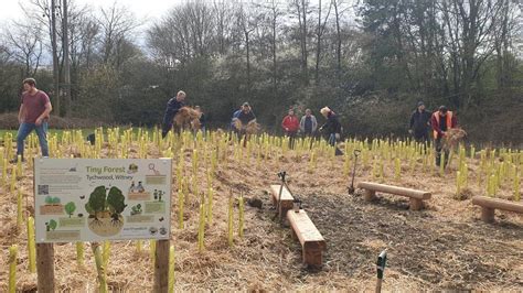 Oxford Tiny Forests Planted To Promote Biodiversity Bbc News
